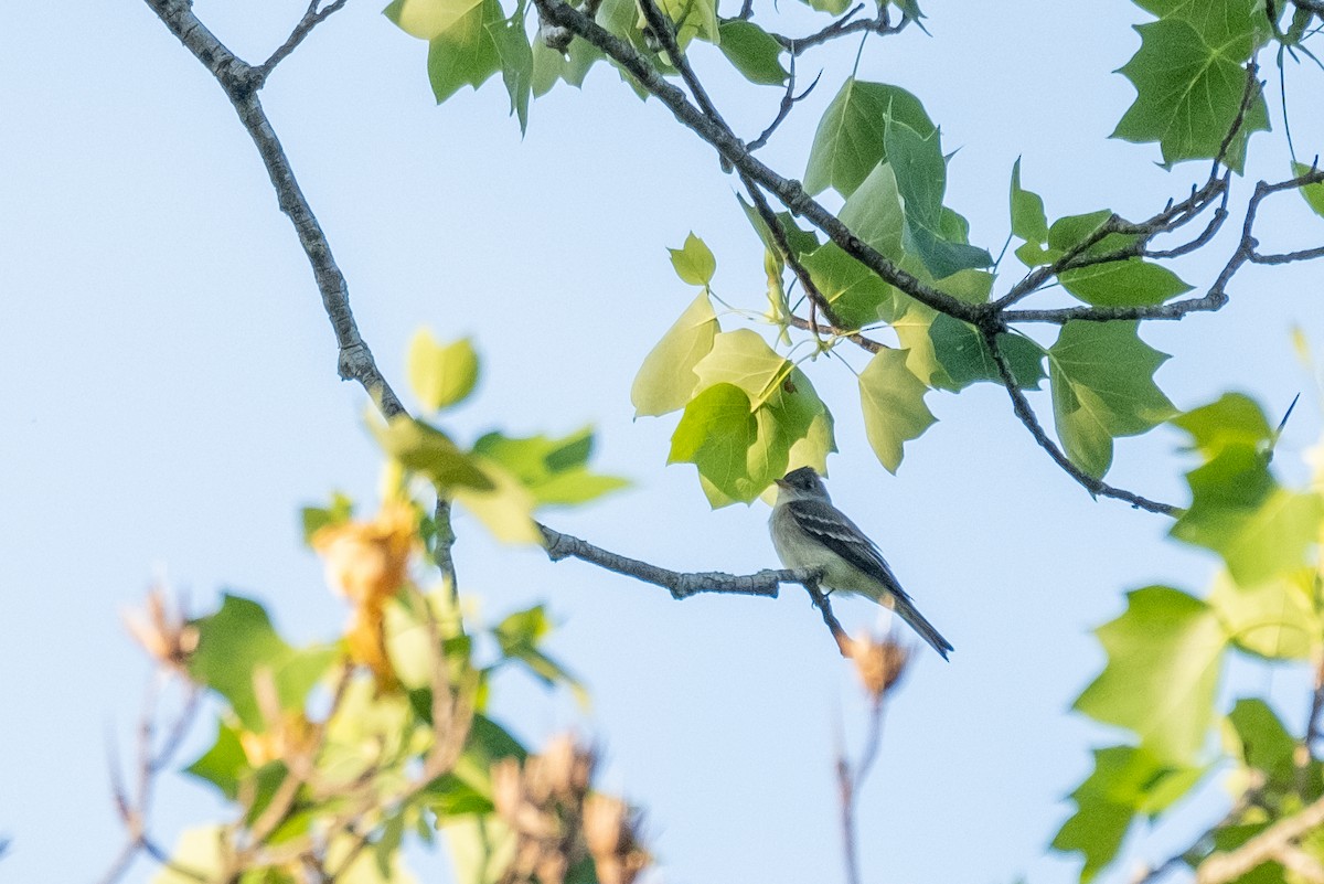 Eastern Wood-Pewee - ML335930601