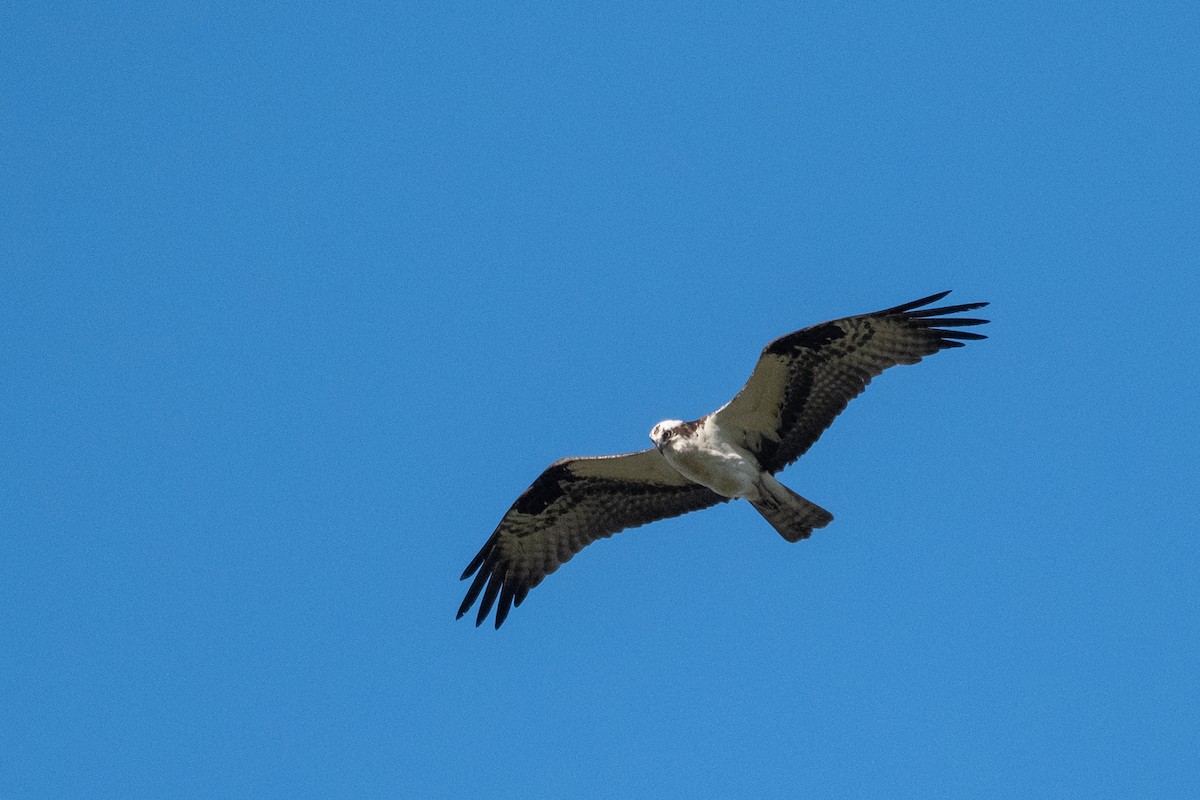Osprey - ML335930691