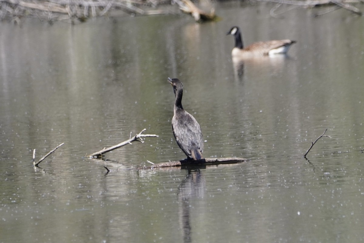 Cormorán Orejudo - ML335931641