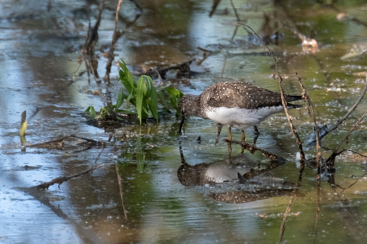 Solitary Sandpiper - ML335931711