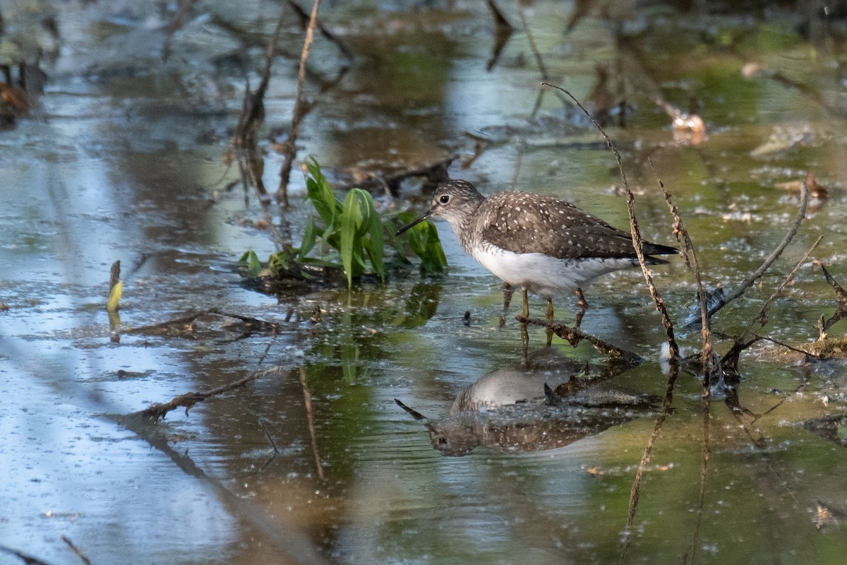 Solitary Sandpiper - Paul Lisker