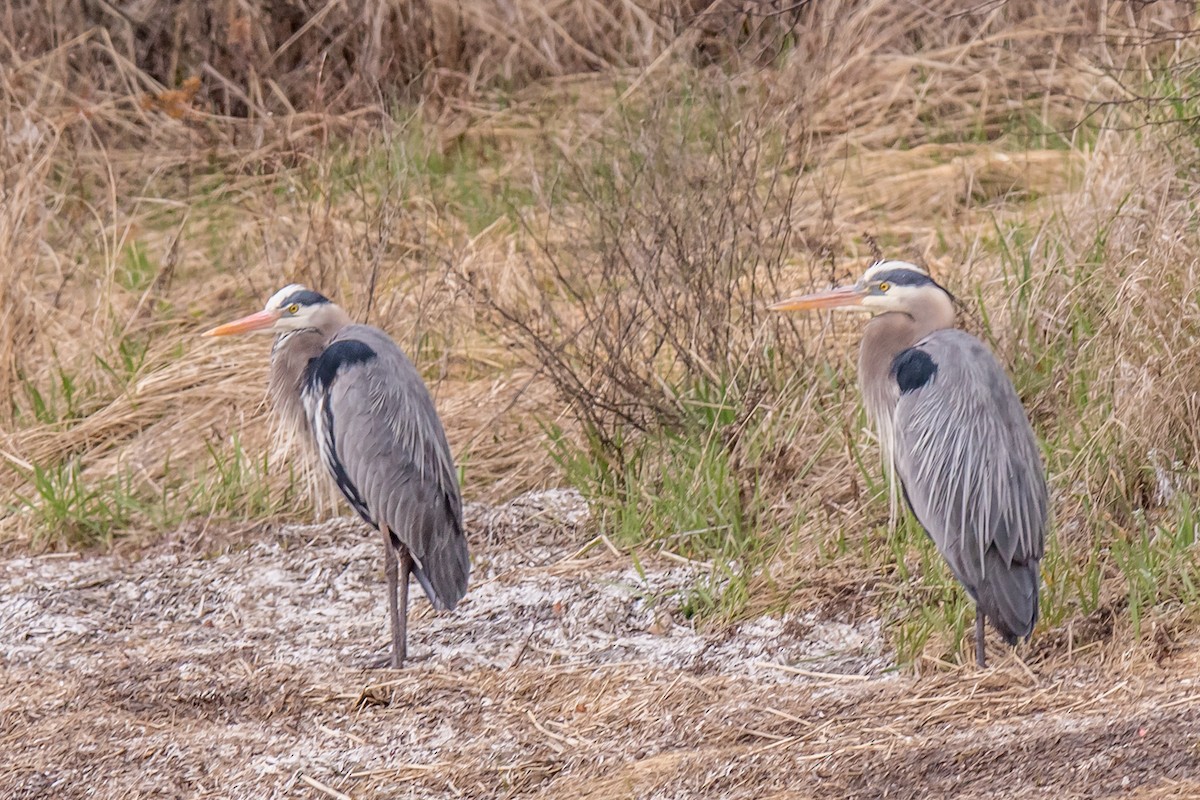 Great Blue Heron - ML335931831