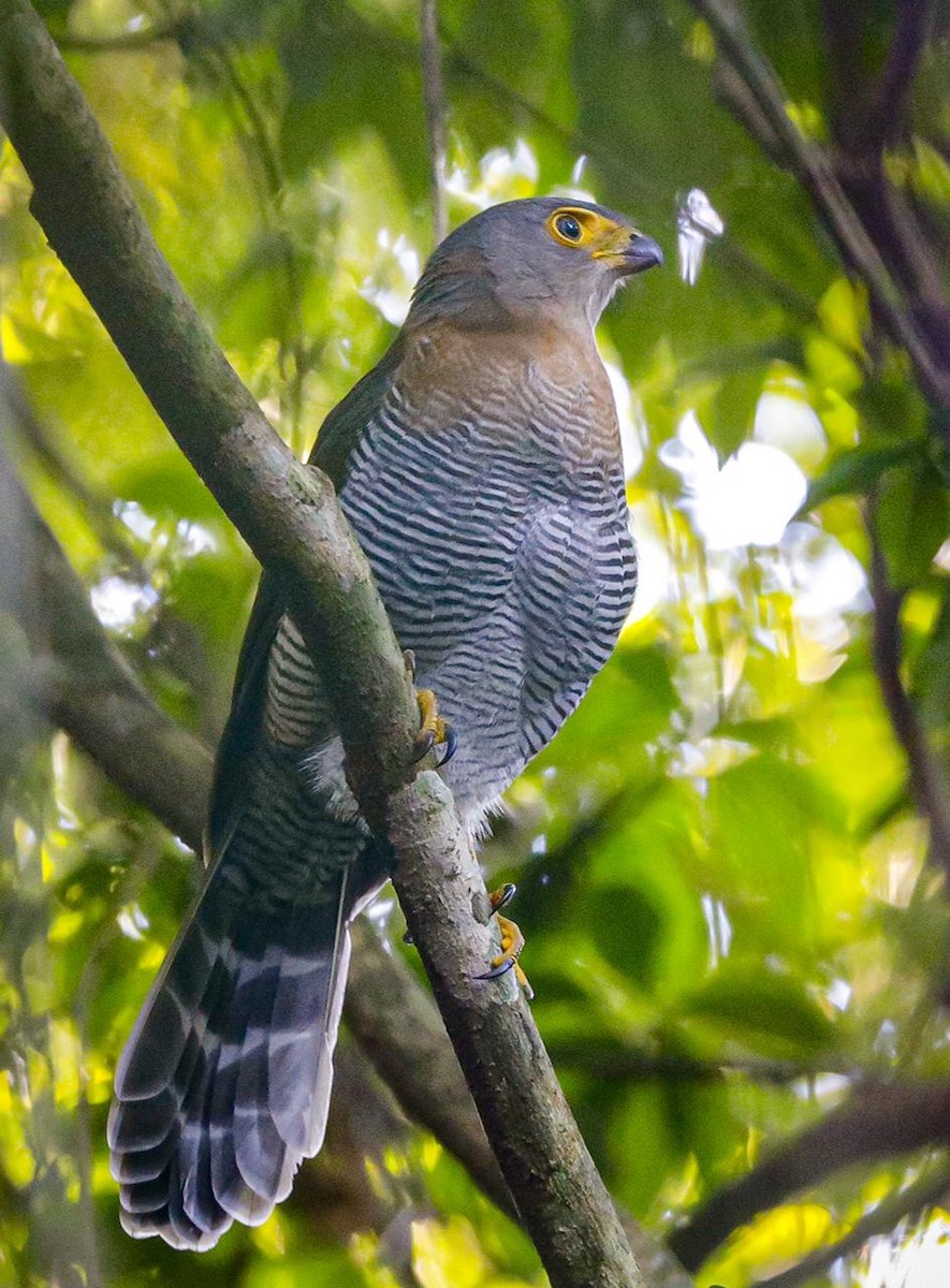 Barred Forest-Falcon - ML335931881