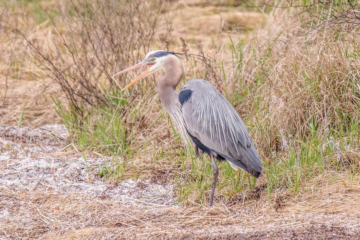 Great Blue Heron - ML335931901