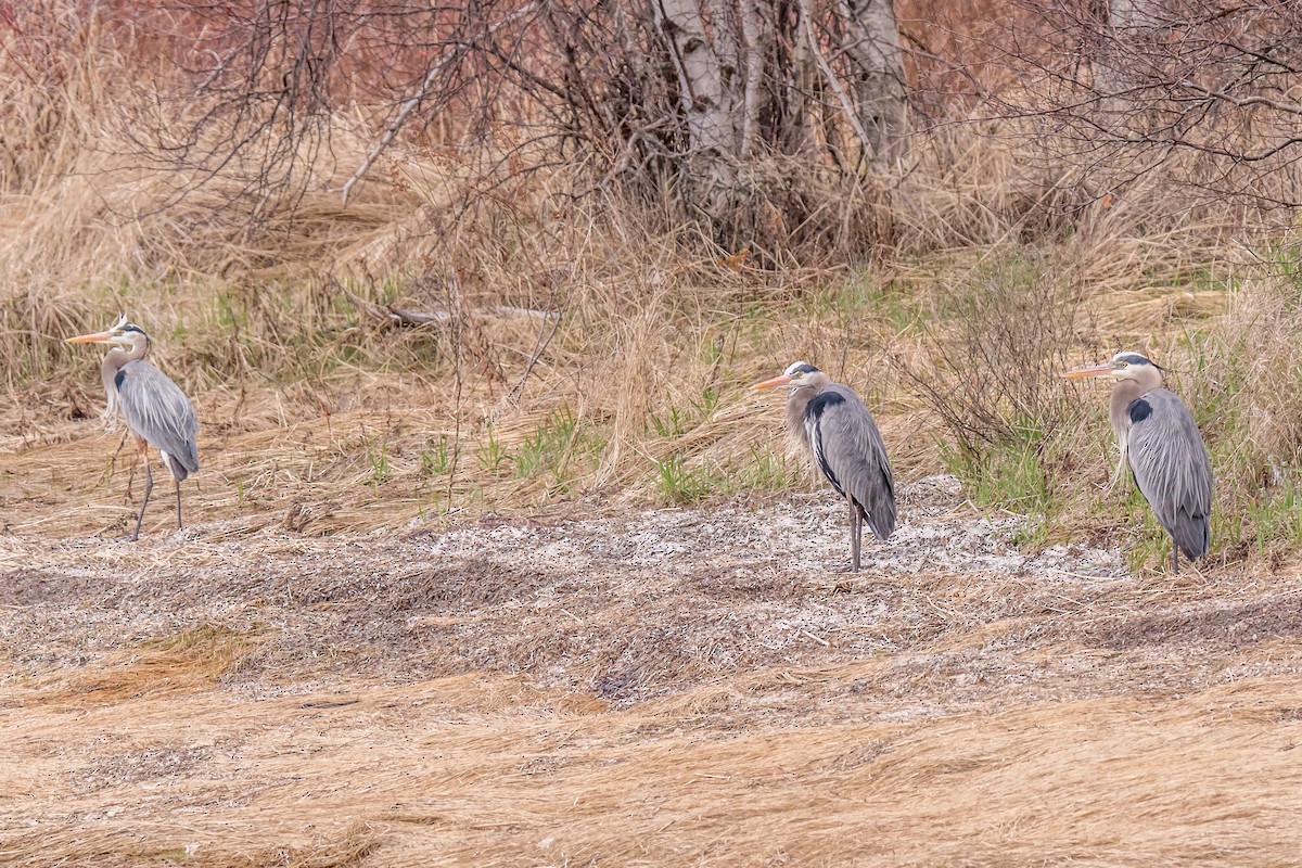 Great Blue Heron - ML335931931