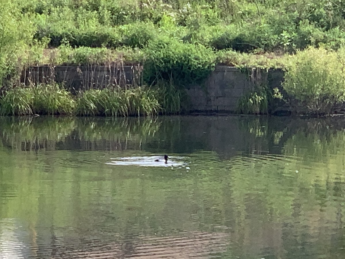 Greater/Lesser Scaup - ML335932201