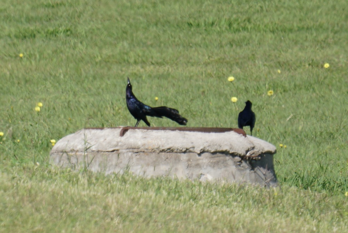 Great-tailed Grackle - ML335932451