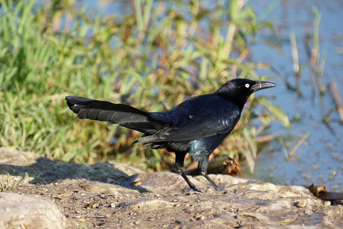 Great-tailed Grackle - ML335932481