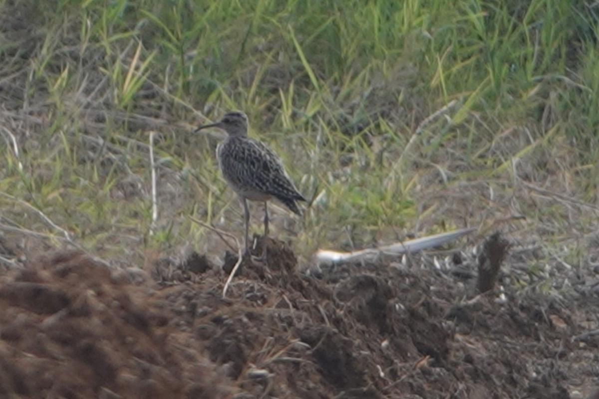 Little Curlew - Masayuki Shimada (Japan-Birding)