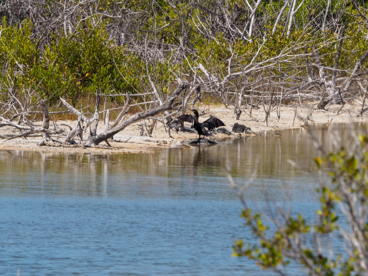 Cormoran vigua - ML335939581