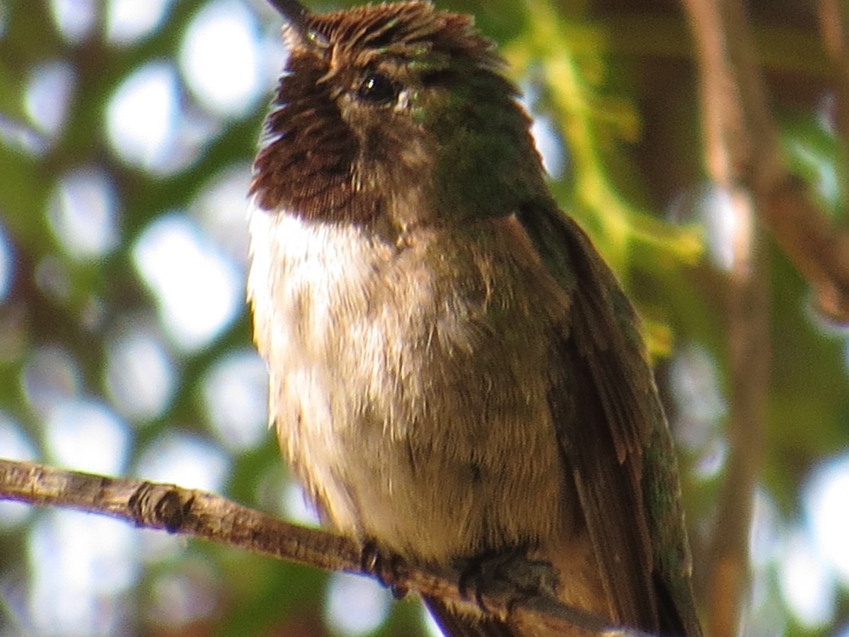 Broad-tailed Hummingbird - Jan Gaffney