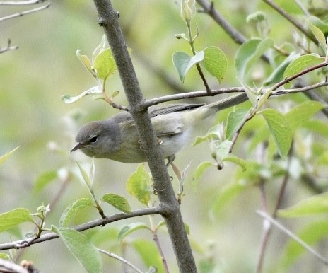 Orange-crowned Warbler - ML335940561