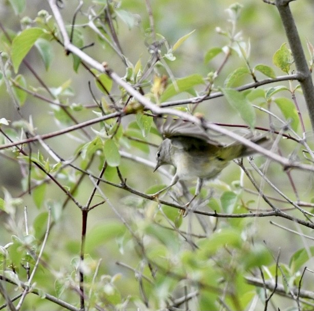 Orange-crowned Warbler - Jeff Lamson