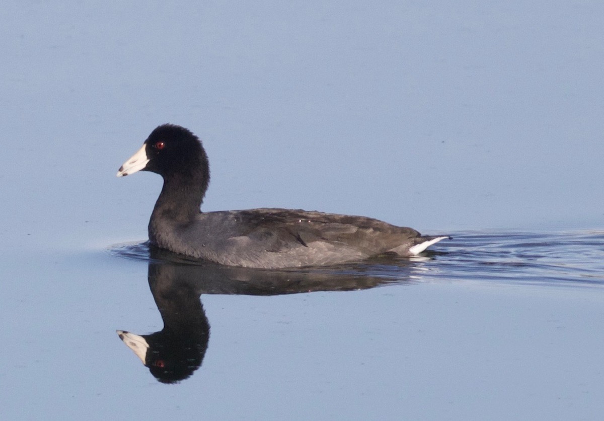 American Coot - ML33594261