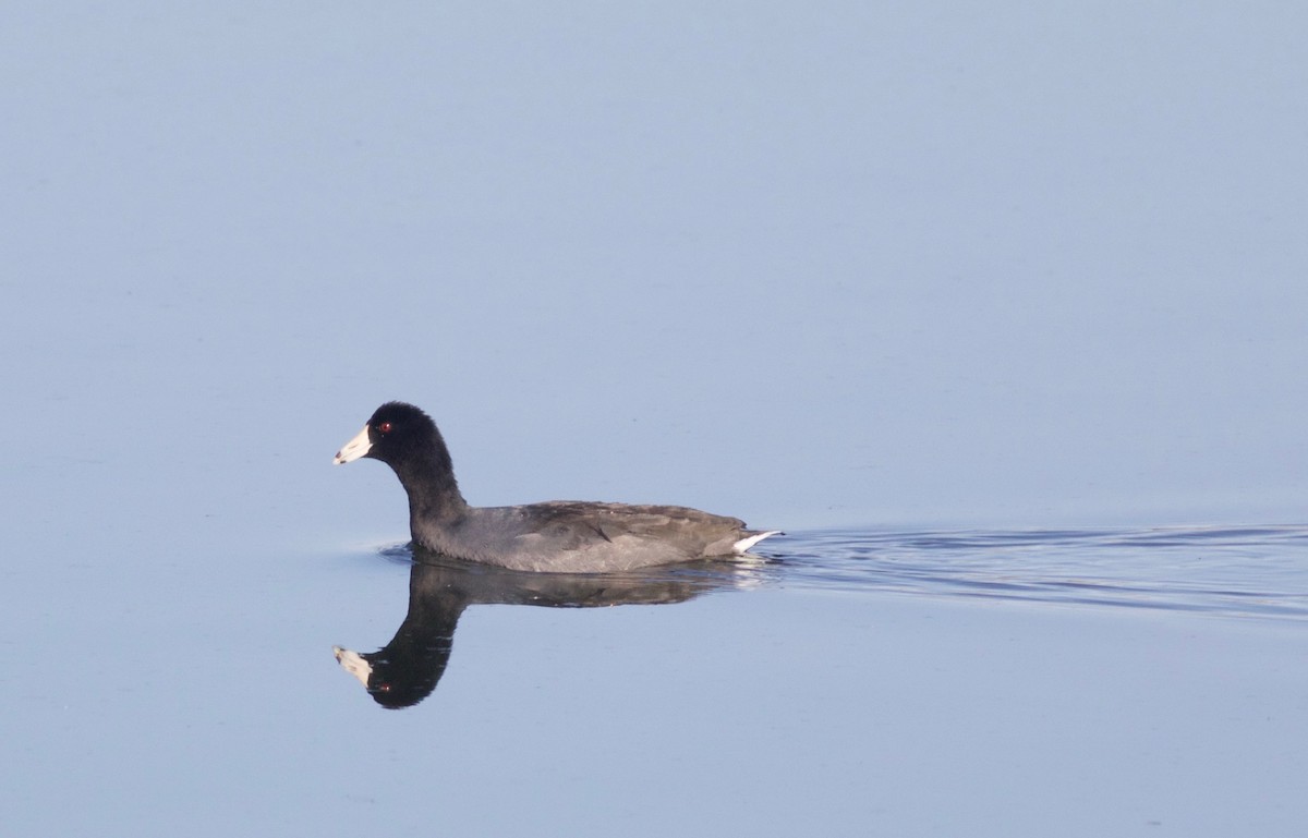 American Coot - ML33594271