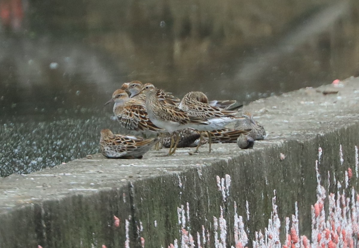 Pectoral Sandpiper - ML335943421