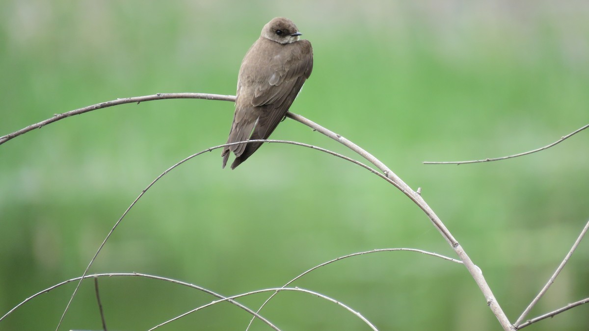 Northern Rough-winged Swallow - ML335944741