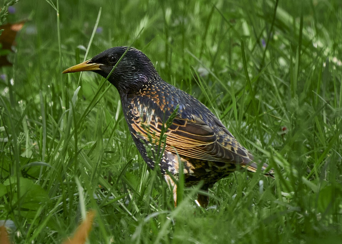 European Starling - ML335945611