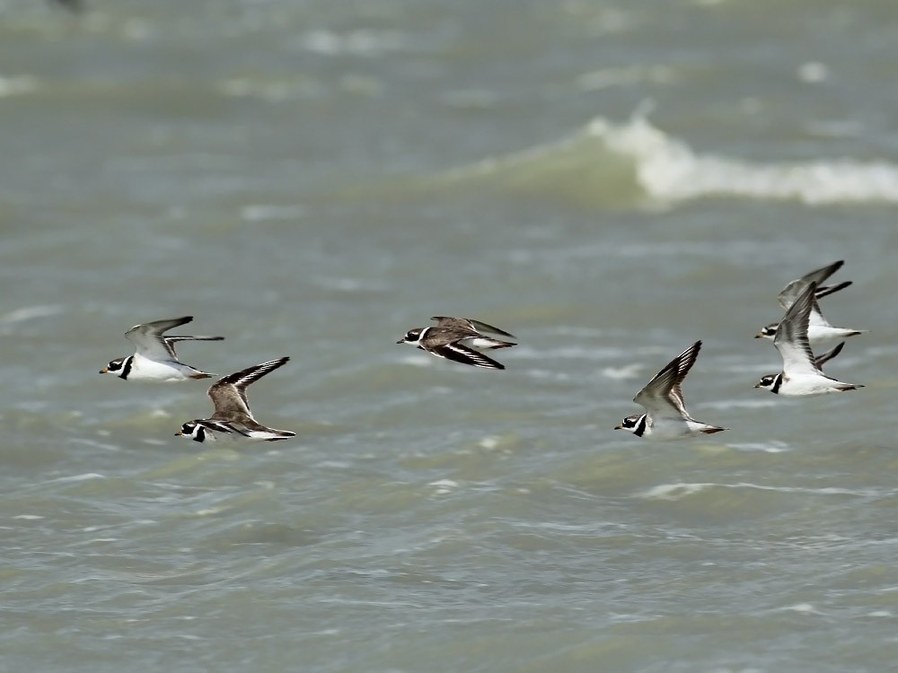 Common Ringed Plover - ML33594711