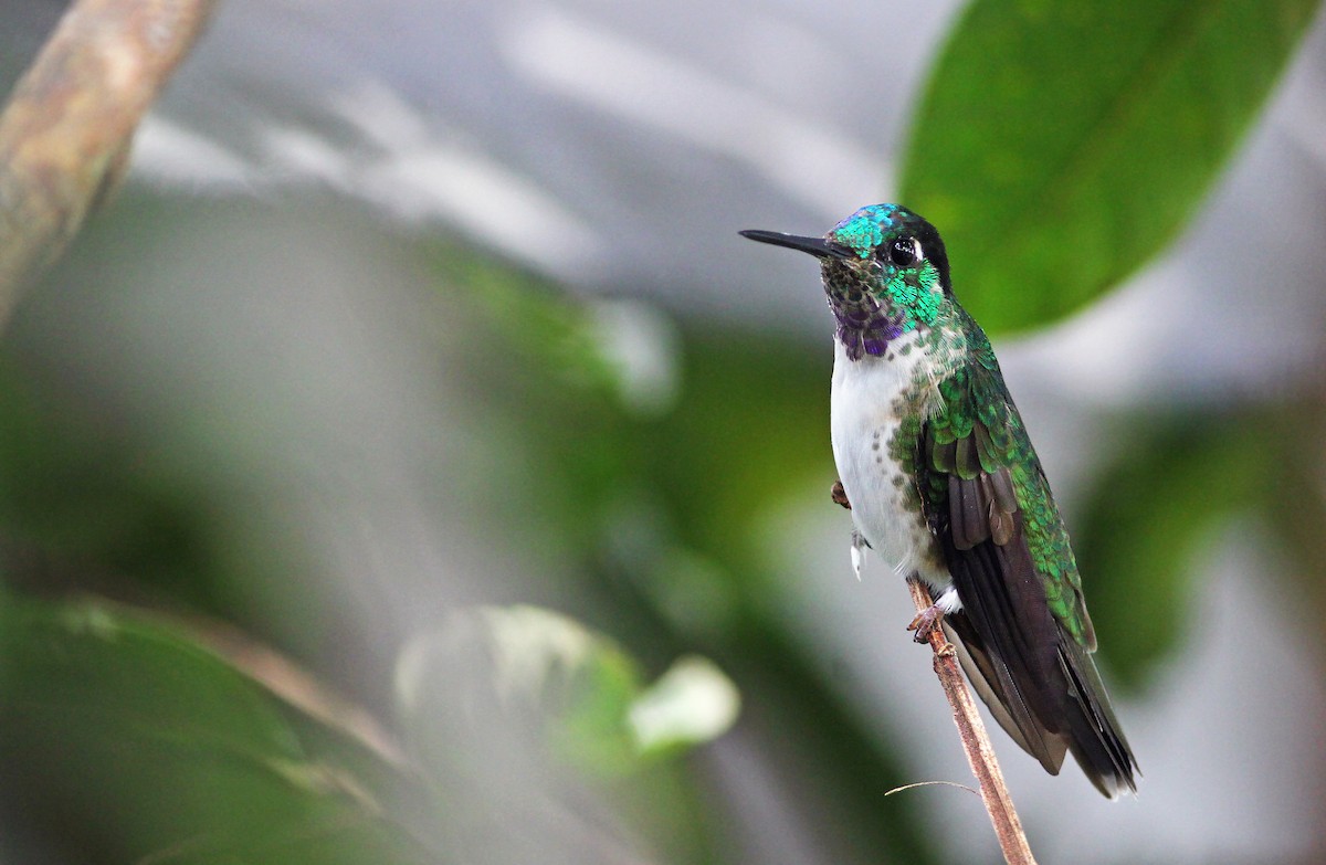 White-bellied Mountain-gem - Andrew Spencer