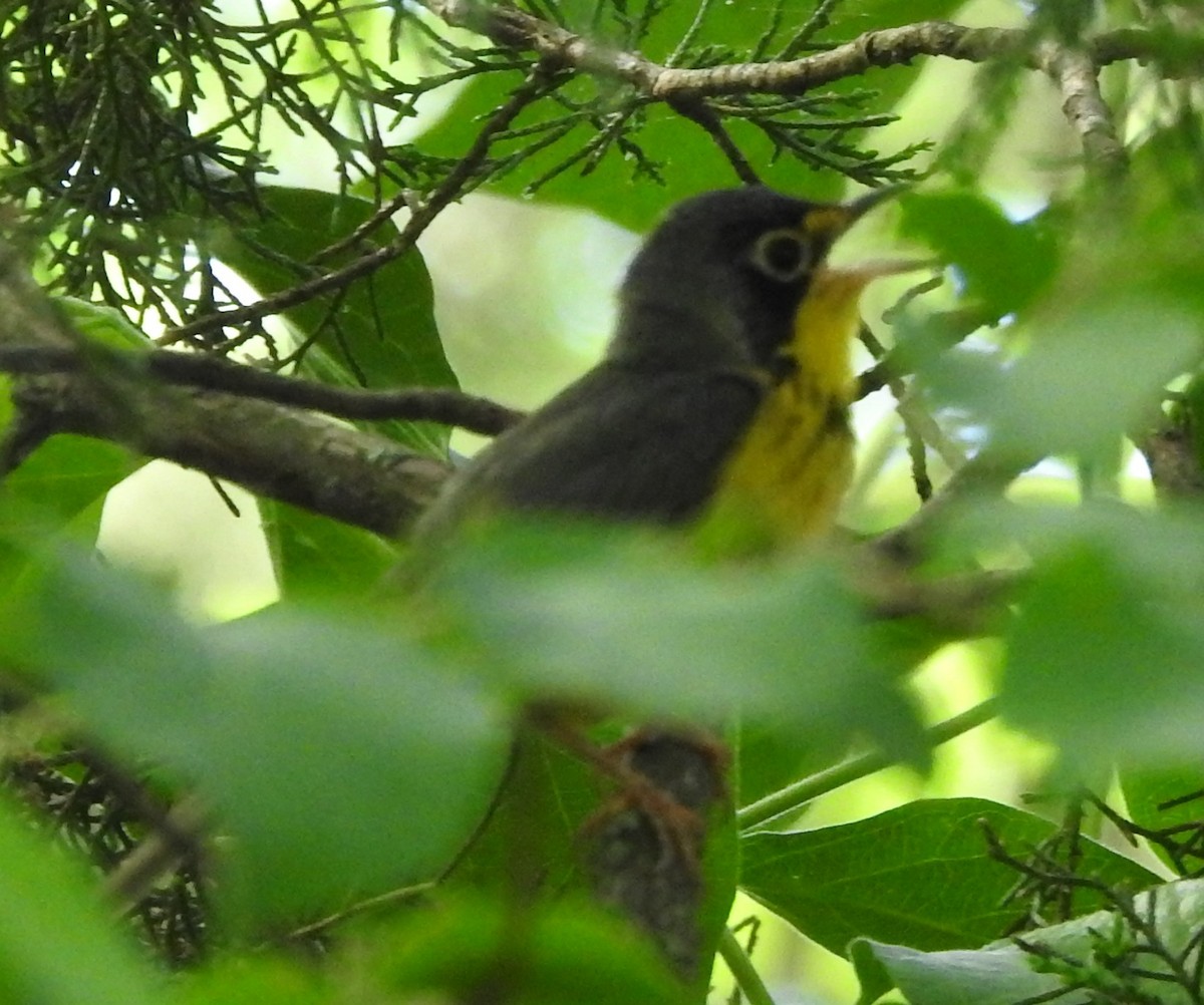 Canada Warbler - ML335953981