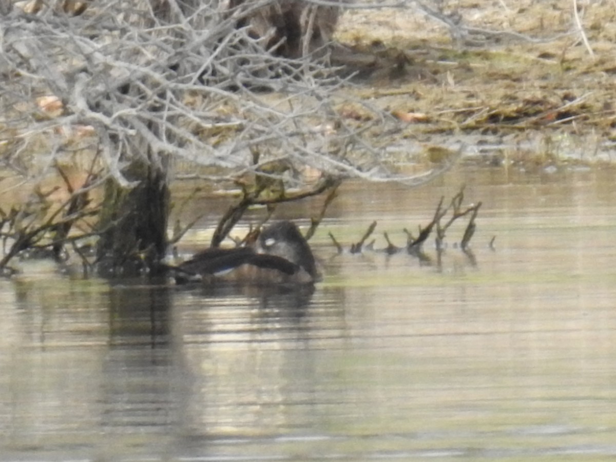 Ring-necked Duck - ML33595431