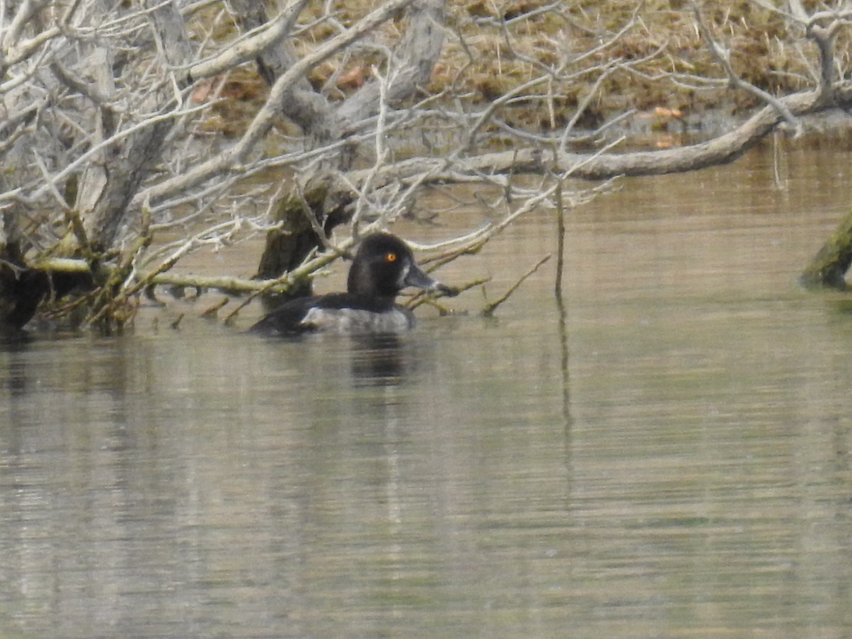 Ring-necked Duck - ML33595451