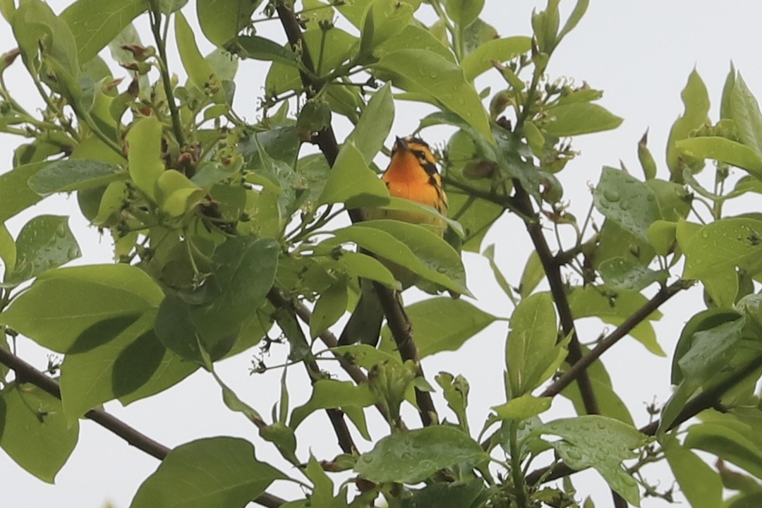 Blackburnian Warbler - ML335954851