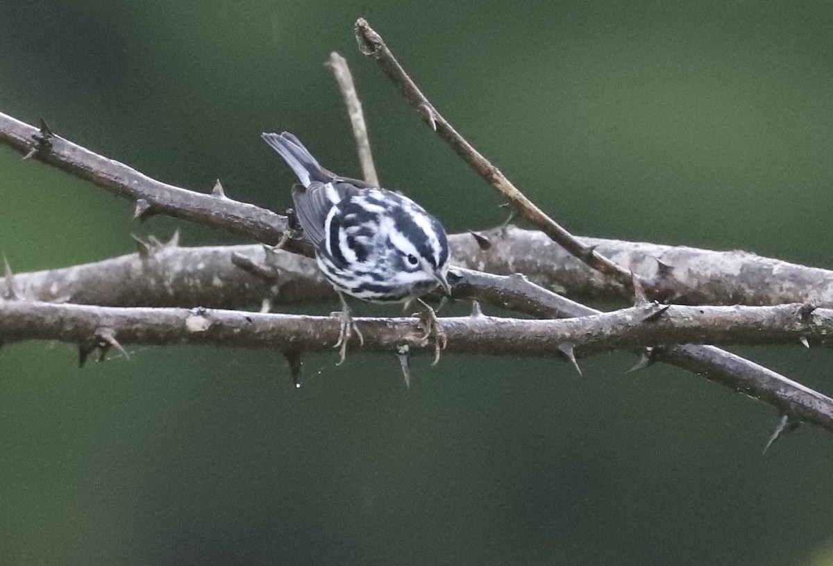 Black-and-white Warbler - ML335955071