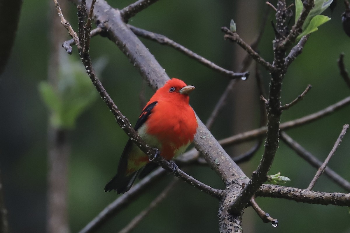 Scarlet Tanager - ML335955341