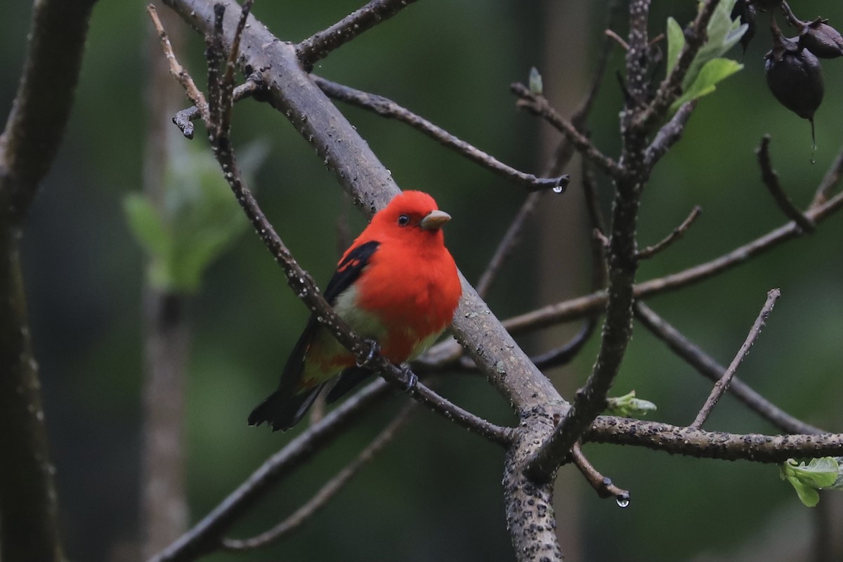 Scarlet Tanager - ML335955361
