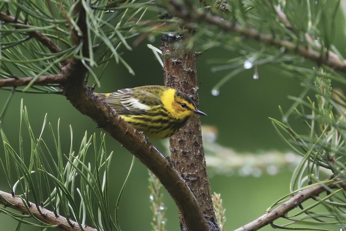 Cape May Warbler - ML335955591