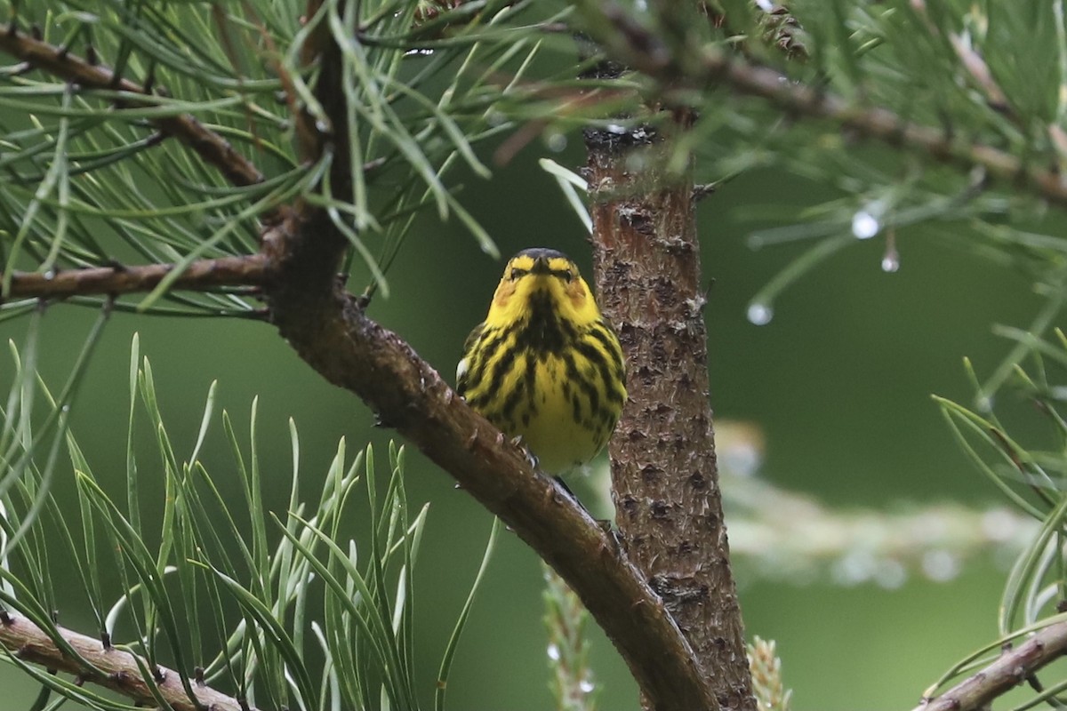 Cape May Warbler - ML335955611