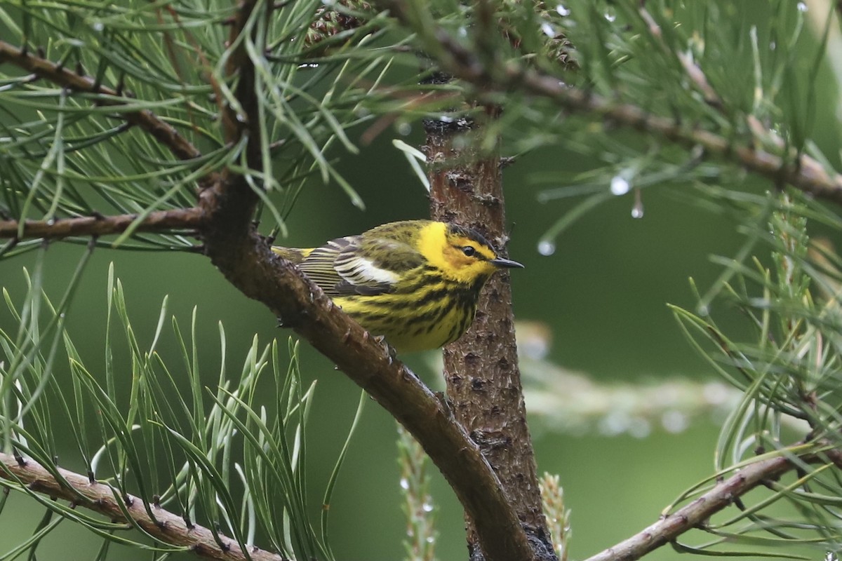 Cape May Warbler - ML335955621