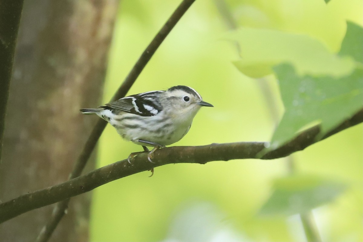 Black-and-white Warbler - Nick Newberry
