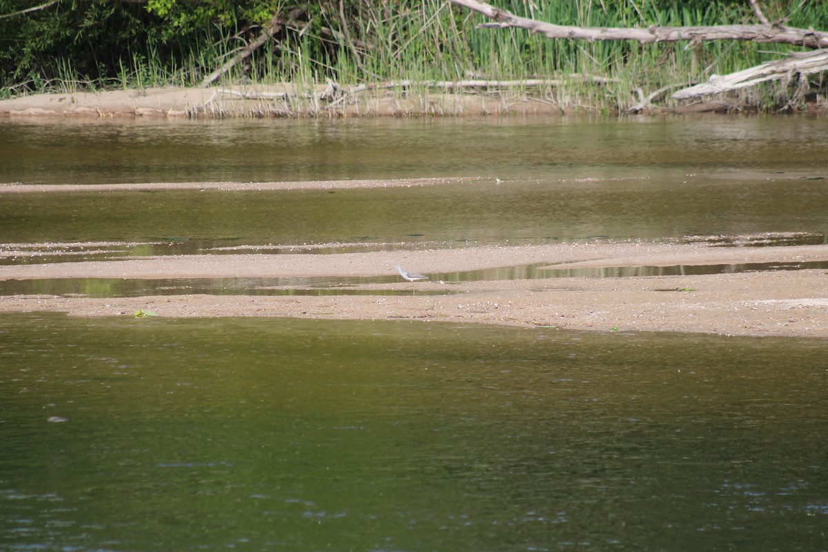 Common Greenshank - ML335955981