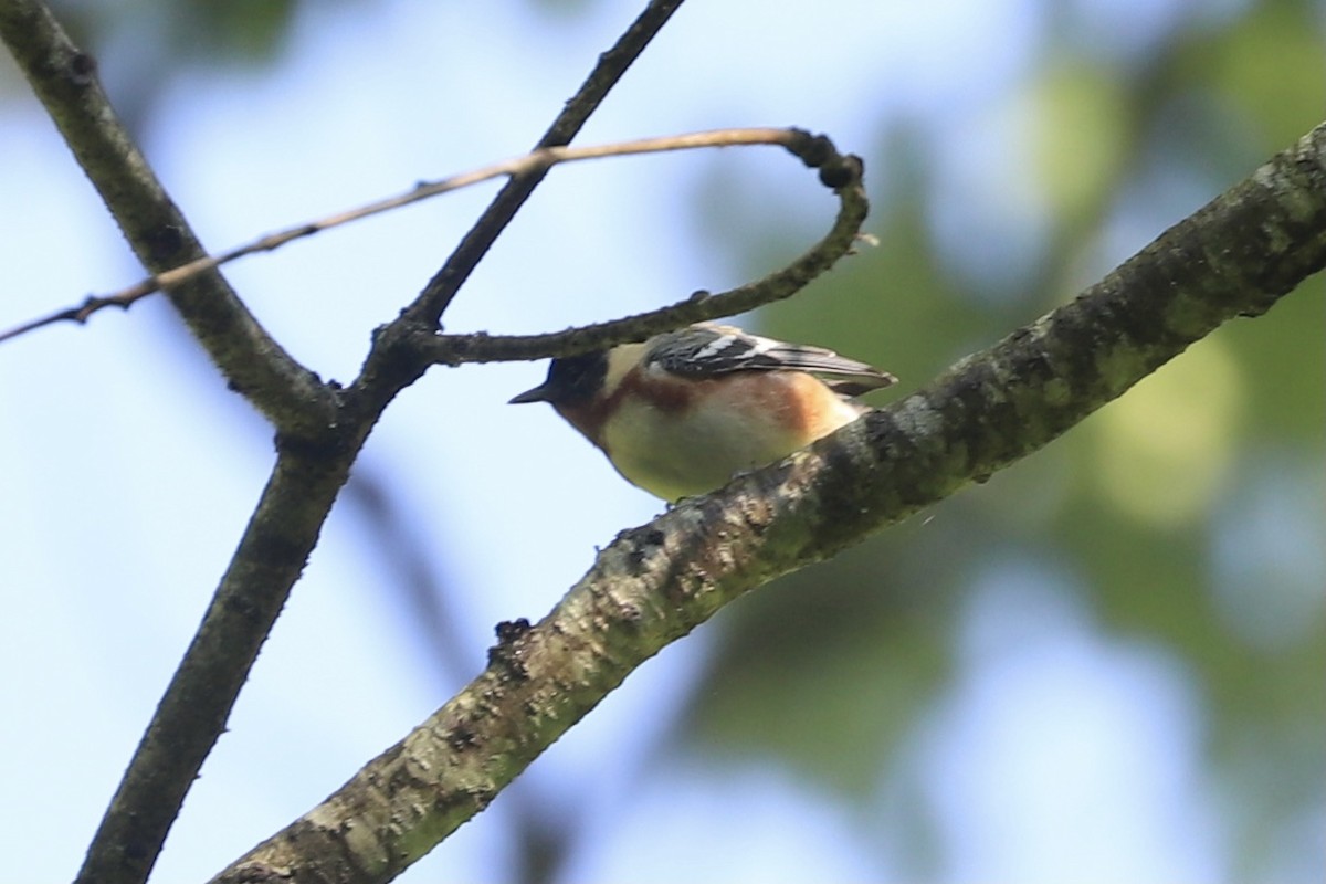 Bay-breasted Warbler - Nick Newberry