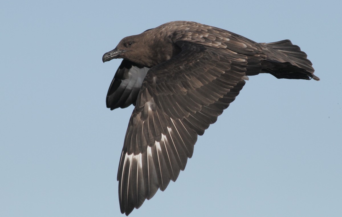 Brown Skua - ML33595621