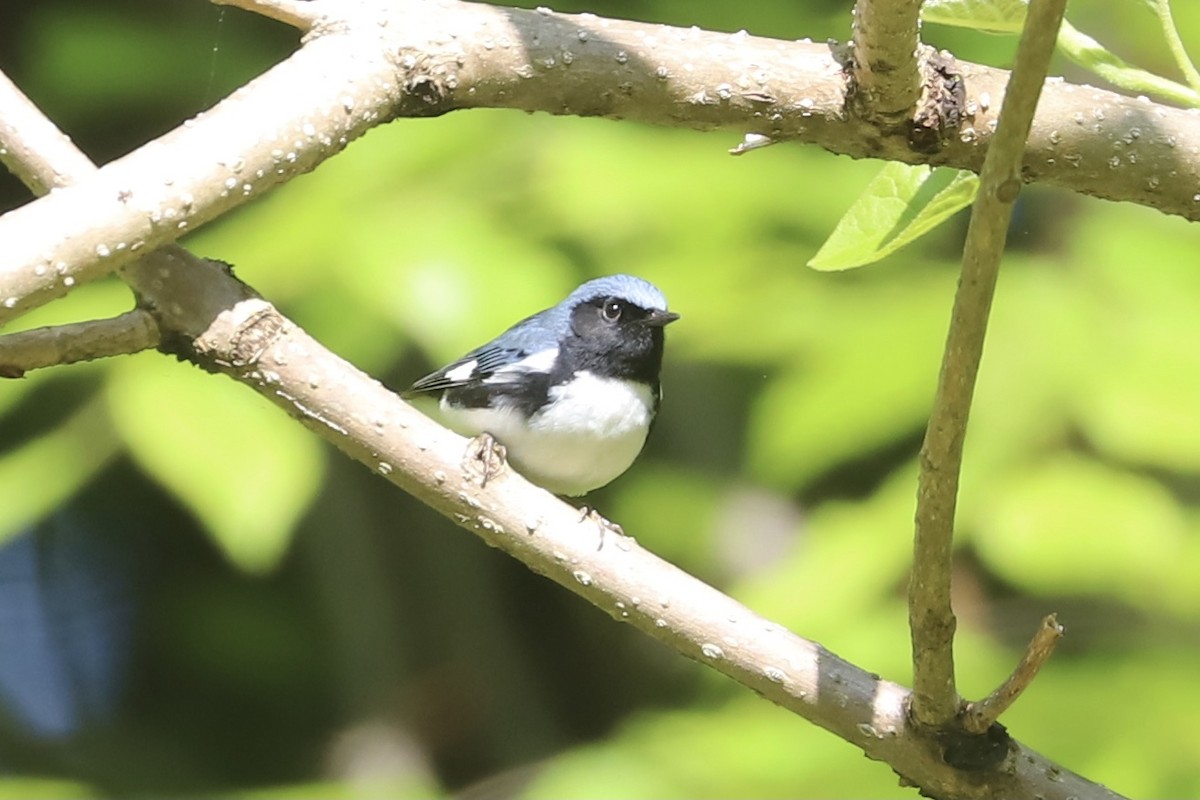 Black-throated Blue Warbler - ML335956301