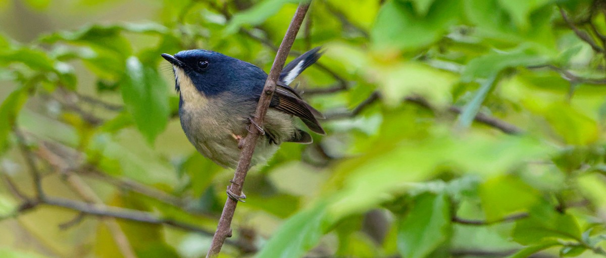 Slaty-blue Flycatcher - Xingyu Li