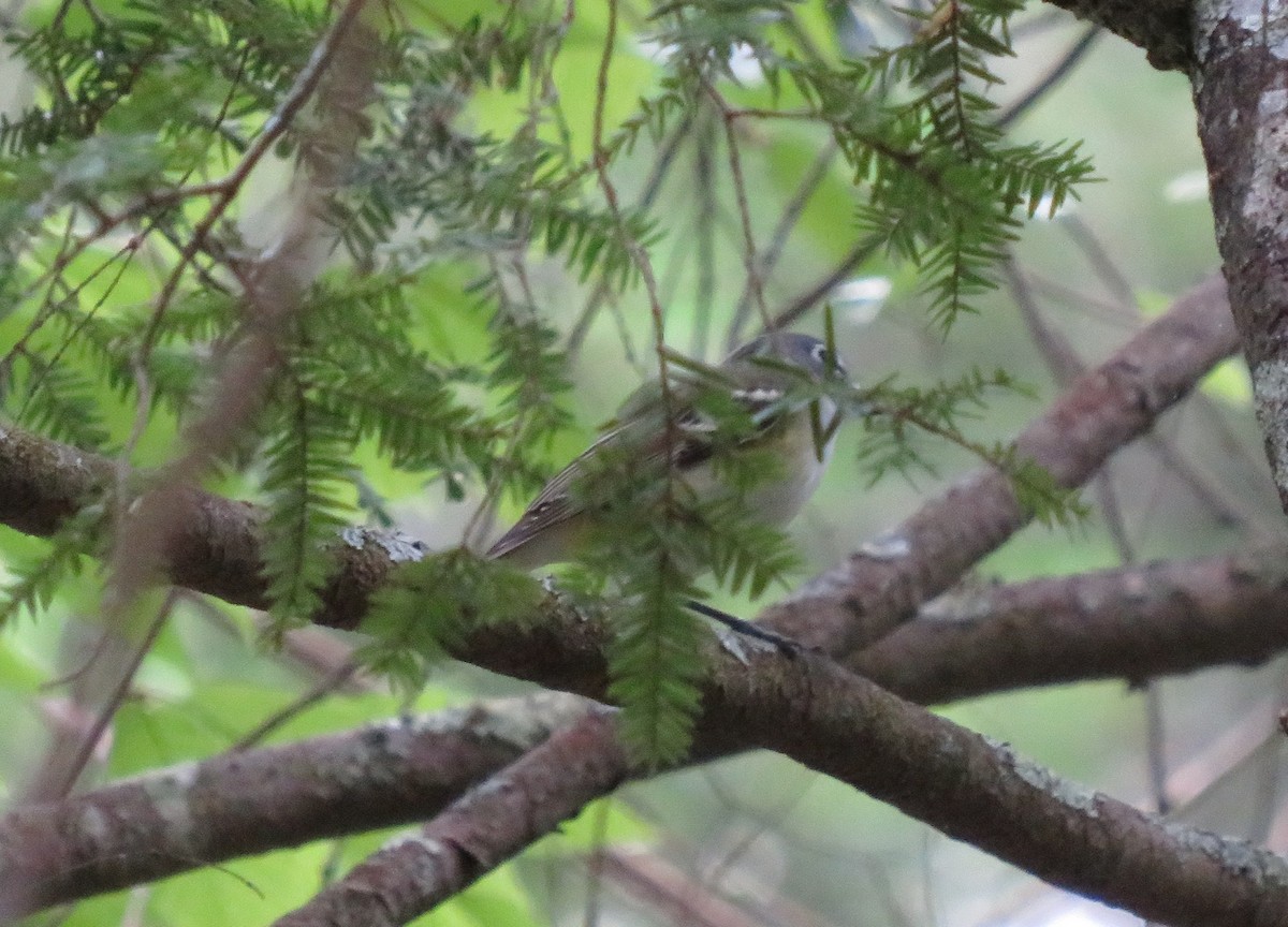 Blue-headed Vireo - Jared Gorrell