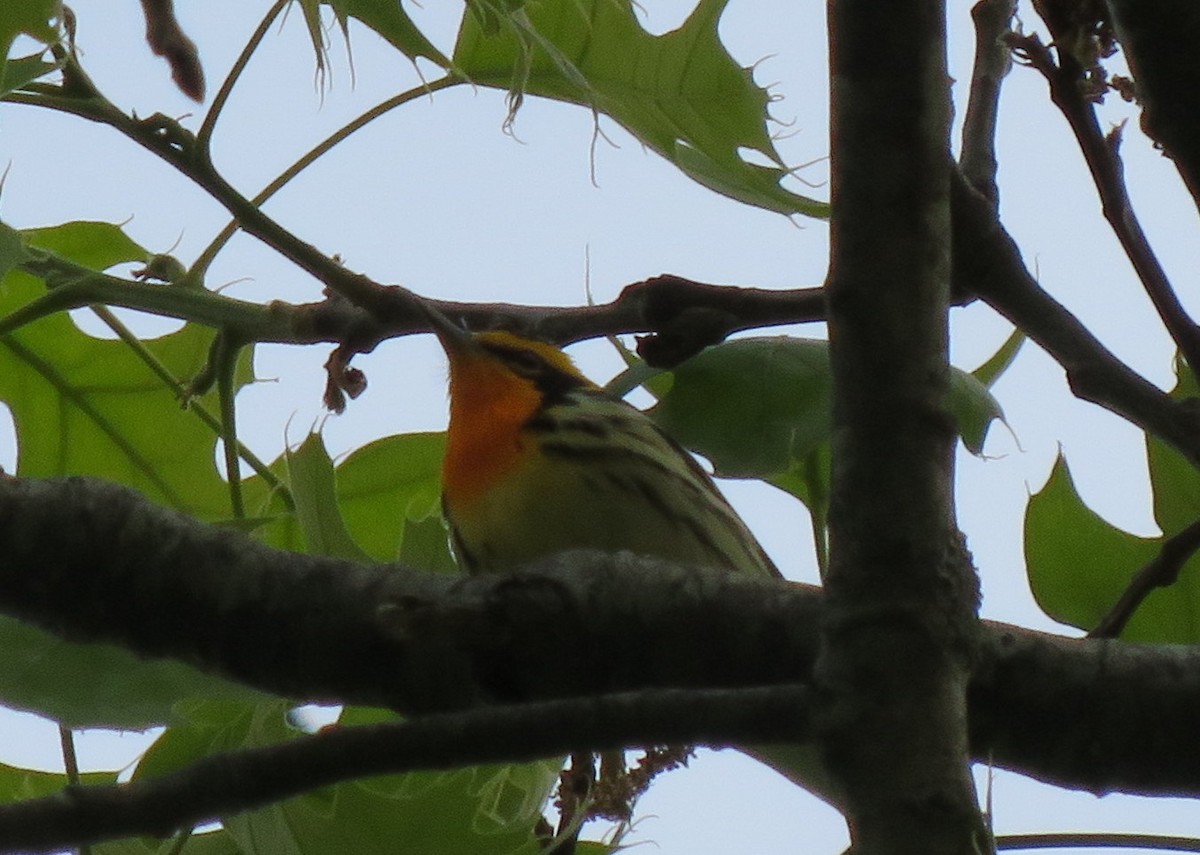 Blackburnian Warbler - ML335957021