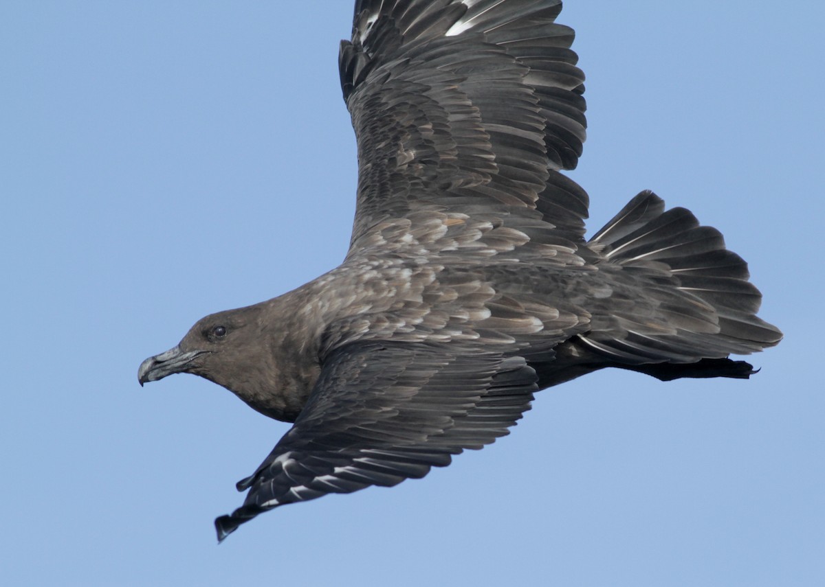 Brown Skua - Alex Wiebe