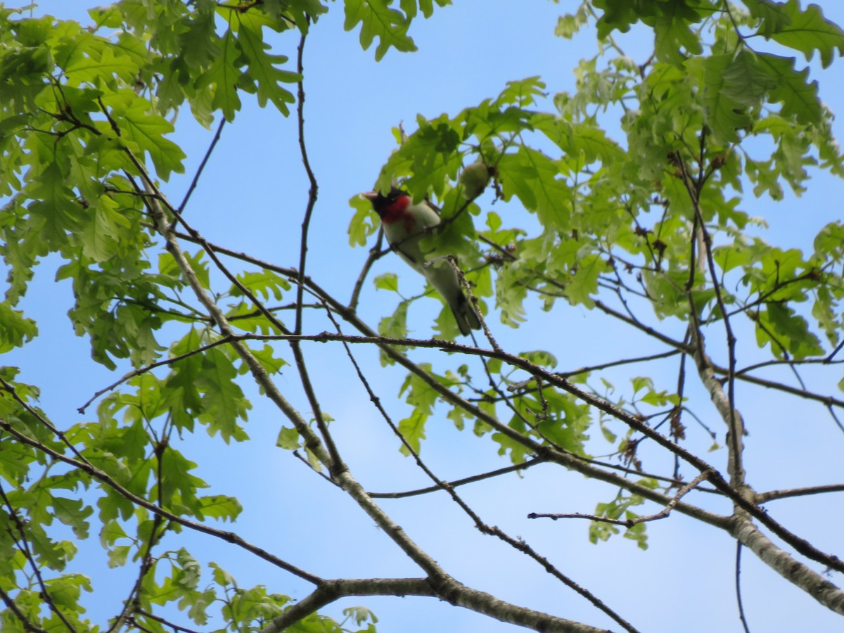 Rose-breasted Grosbeak - ML335957241