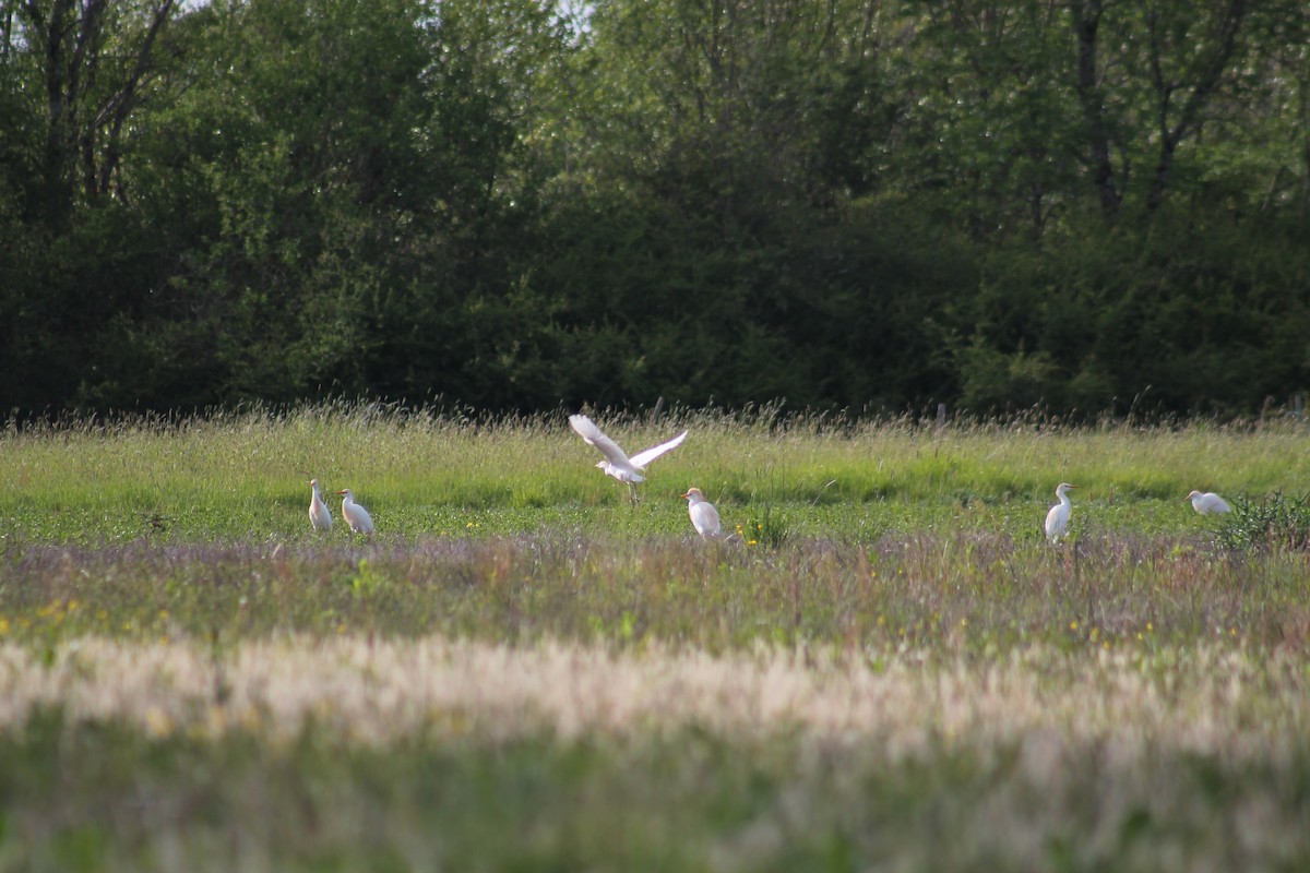 Western Cattle-Egret - ML335958461