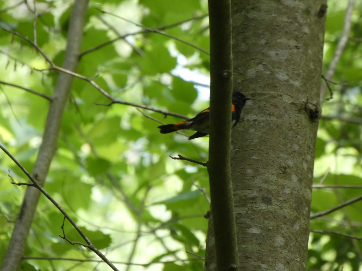 American Redstart - ML335959211