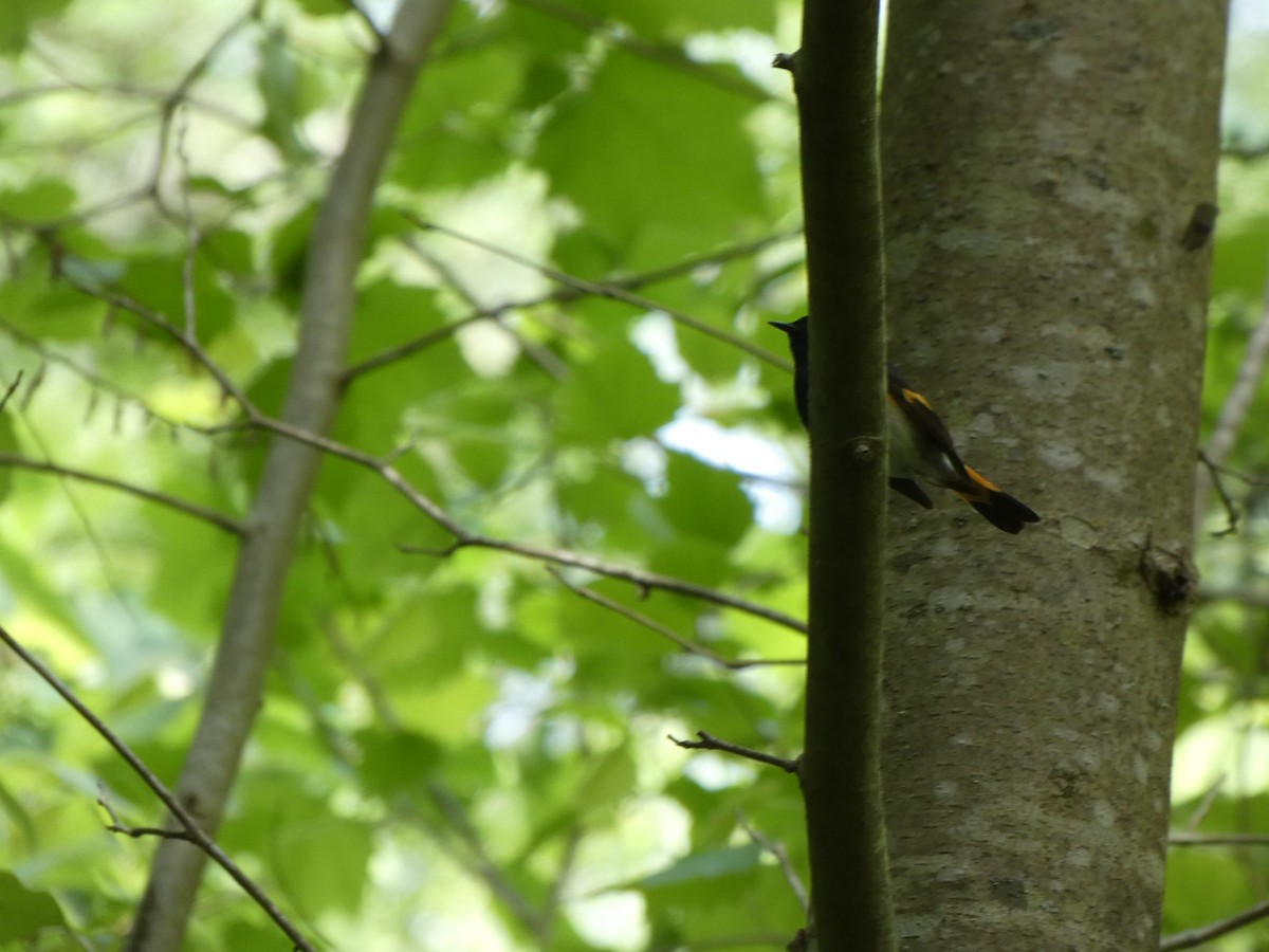 American Redstart - Noah Rokoske