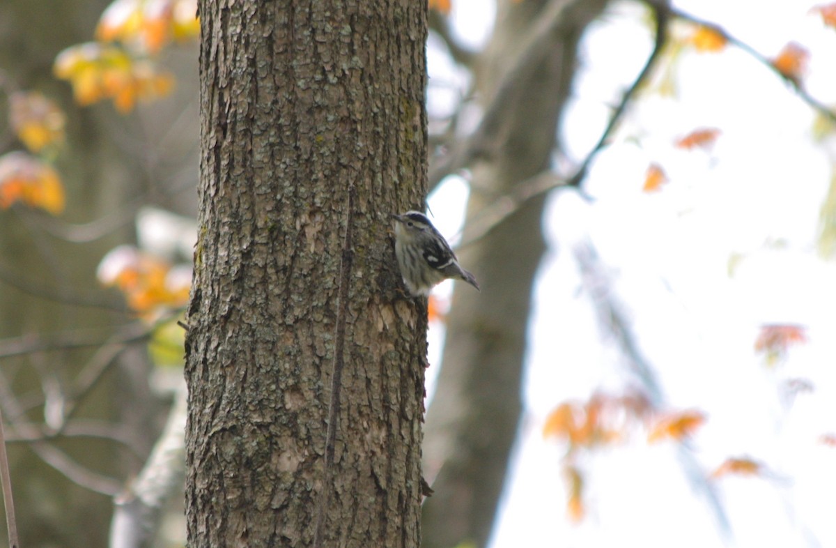 Black-and-white Warbler - ML335959721