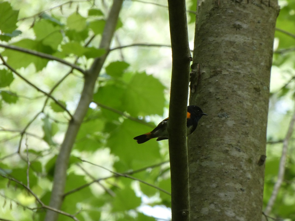 American Redstart - ML335959811