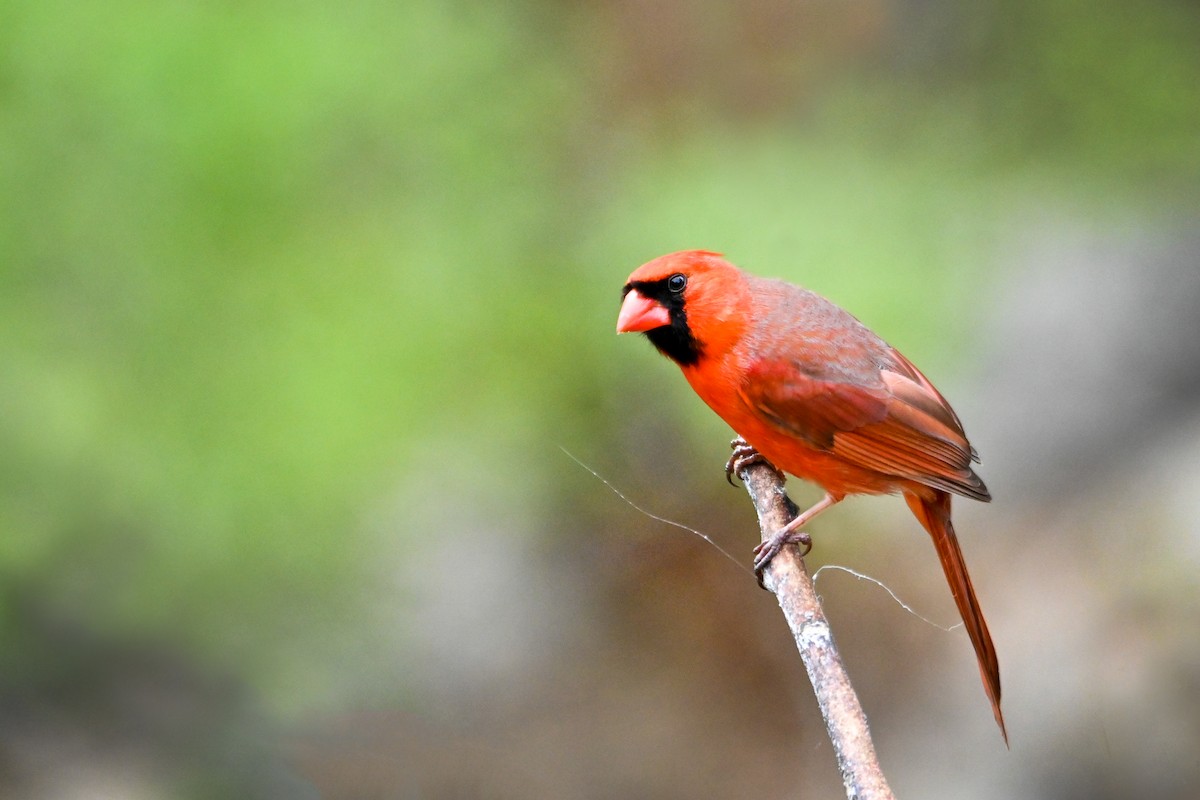 Cardinal rouge - ML335962051